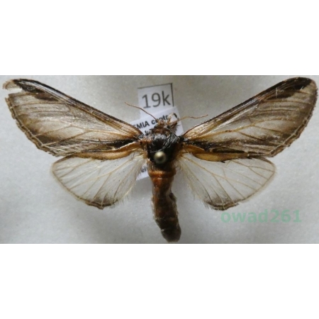 Pheosia tremula (Clerck, 1759) male Garbatka osinówka Czech19k